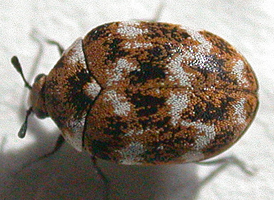 Varied Carpet Beetle Varied Carpet Beetle